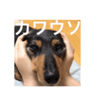 ダックス犬こなつ(黒)（個別スタンプ：21）