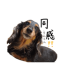 ダックス犬こなつ(黒)（個別スタンプ：22）