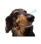 ダックス犬こなつ(黒)（個別スタンプ：23）