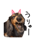 ダックス犬こなつ(黒)（個別スタンプ：24）