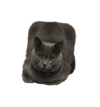 猫のみんとのすたんぷ（個別スタンプ：1）
