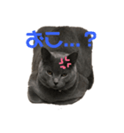 猫のみんとのすたんぷ（個別スタンプ：2）