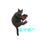 猫のみんとのすたんぷ（個別スタンプ：3）