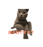 猫のみんとのすたんぷ（個別スタンプ：4）