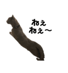 猫のみんとのすたんぷ（個別スタンプ：5）