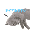 猫のみんとのすたんぷ（個別スタンプ：6）