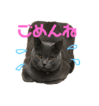 猫のみんとのすたんぷ（個別スタンプ：7）