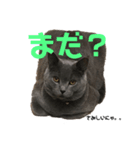 猫のみんとのすたんぷ（個別スタンプ：10）