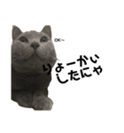 猫のみんとのすたんぷ（個別スタンプ：12）
