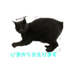 猫のみんとのすたんぷ（個別スタンプ：13）