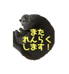 猫のみんとのすたんぷ（個別スタンプ：14）