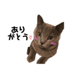 猫のみんとのすたんぷ（個別スタンプ：15）