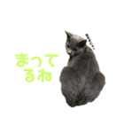 猫のみんとのすたんぷ（個別スタンプ：16）