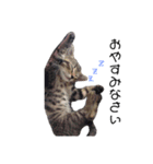 うちの猫様スタンプ（個別スタンプ：4）