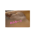 スコティッシュしんちゃん（個別スタンプ：5）