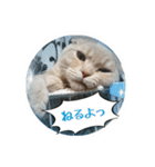 スコティッシュしんちゃん（個別スタンプ：6）