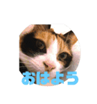 美少女猫の日常挨拶スタンプ2（個別スタンプ：1）