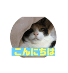 美少女猫の日常挨拶スタンプ2（個別スタンプ：2）