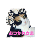 美少女猫の日常挨拶スタンプ2（個別スタンプ：4）