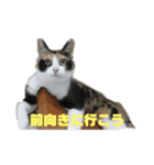 美少女猫の日常挨拶スタンプ2（個別スタンプ：5）