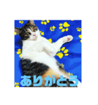 美少女猫の日常挨拶スタンプ2（個別スタンプ：6）