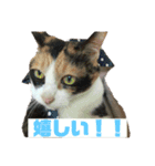 美少女猫の日常挨拶スタンプ2（個別スタンプ：7）