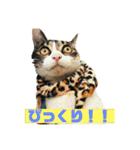 美少女猫の日常挨拶スタンプ2（個別スタンプ：8）