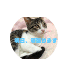美少女猫の日常挨拶スタンプ2（個別スタンプ：11）