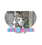 美少女猫の日常挨拶スタンプ2（個別スタンプ：12）