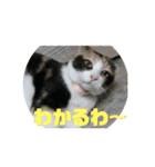 美少女猫の日常挨拶スタンプ2（個別スタンプ：13）