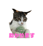 美少女猫の日常挨拶スタンプ2（個別スタンプ：15）