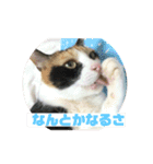 美少女猫の日常挨拶スタンプ2（個別スタンプ：16）
