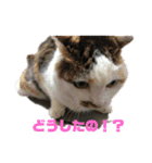美少女猫の日常挨拶スタンプ2（個別スタンプ：19）
