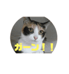 美少女猫の日常挨拶スタンプ2（個別スタンプ：20）