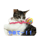 美少女猫の日常挨拶スタンプ2（個別スタンプ：22）