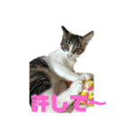 美少女猫の日常挨拶スタンプ2（個別スタンプ：23）