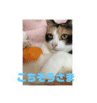 美少女猫の日常挨拶スタンプ2（個別スタンプ：24）