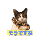 美少女猫の日常挨拶スタンプ2（個別スタンプ：25）