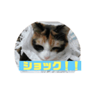 美少女猫の日常挨拶スタンプ2（個別スタンプ：26）