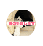 美少女猫の日常挨拶スタンプ2（個別スタンプ：27）