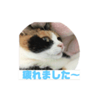 美少女猫の日常挨拶スタンプ2（個別スタンプ：28）