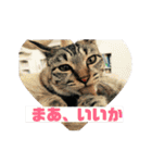 美少女猫の日常挨拶スタンプ2（個別スタンプ：29）
