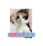 美少女猫の日常挨拶スタンプ2（個別スタンプ：30）