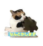 美少女猫の日常挨拶スタンプ2（個別スタンプ：31）