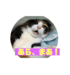 美少女猫の日常挨拶スタンプ2（個別スタンプ：32）