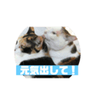 美少女猫の日常挨拶スタンプ2（個別スタンプ：33）