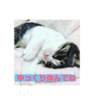 美少女猫の日常挨拶スタンプ2（個別スタンプ：35）