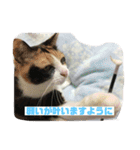 美少女猫の日常挨拶スタンプ2（個別スタンプ：36）