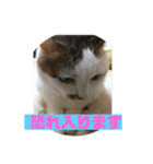 美少女猫の日常挨拶スタンプ2（個別スタンプ：37）