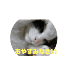 美少女猫の日常挨拶スタンプ2（個別スタンプ：40）